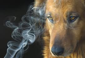 Do not smoke around your pets