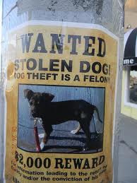 Stolen Pet