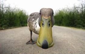 Stoned Duck