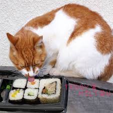 Sushi for your cat?
