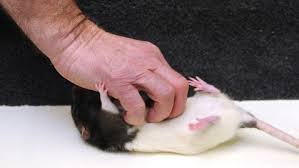Rats are ticklish