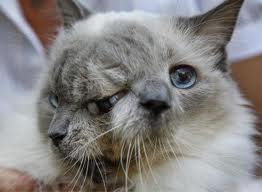 2 faced cat