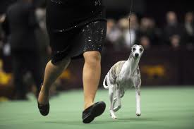 Westminster Dog Show