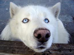 Wolf Dog