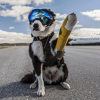 This border collie has a job at the airport