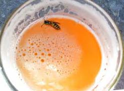 Bee in beer