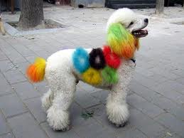 Colored Poodle