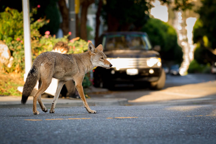 Coyote in Neighborhood