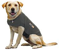 Dog wearing Thundershirt