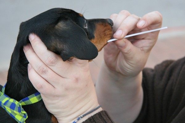 Should we trusts pet DNA testing
