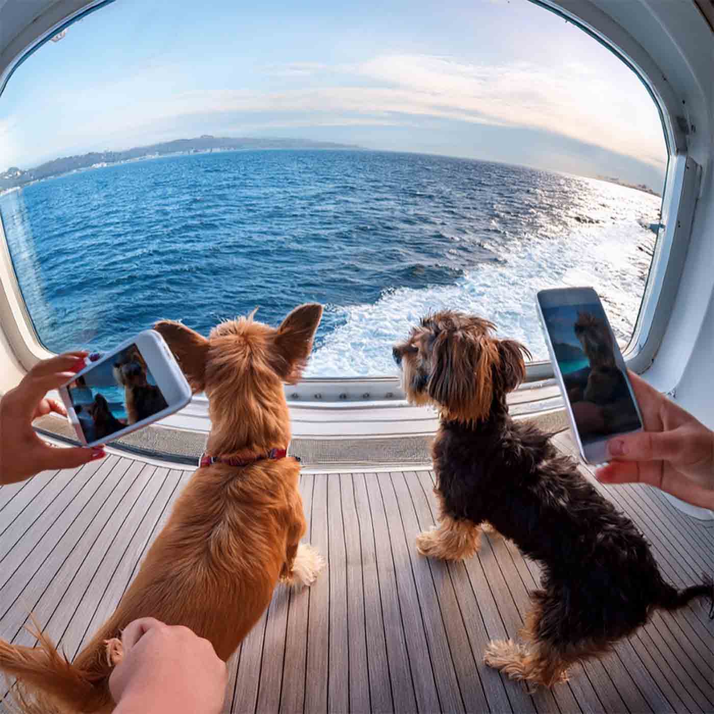 Steve Matzke from Cruise Tails to tell us Margaritaville at Sea 2025 Dog Cruise