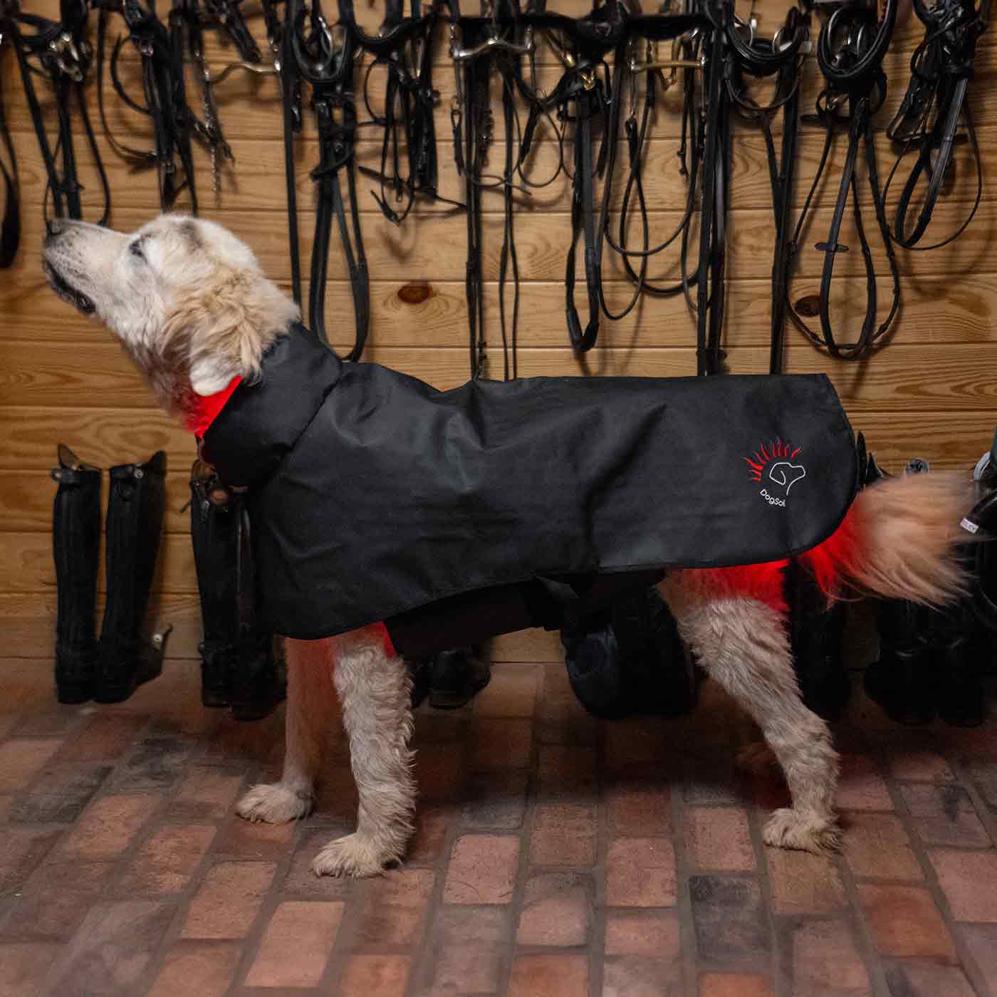 Lighting the Way to Animal Wellness