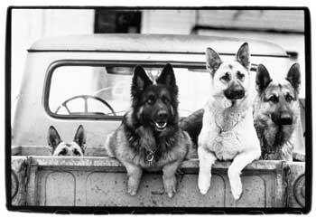 Drug Sniffing German Shepards