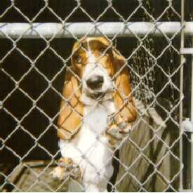 Dog behind fence