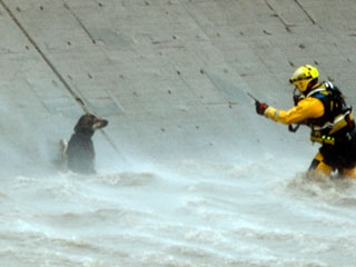 AP - Firefighter Saves Dog