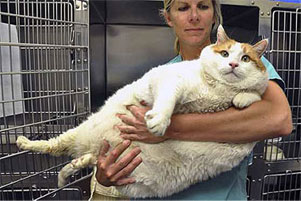 Meow, a 39 pound cat.651