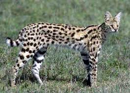 African Serval Cat