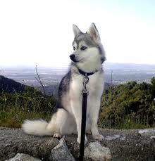 Alaskan Klee Kai dog