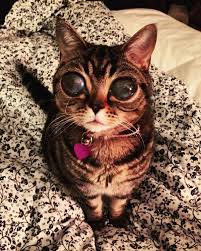 Alien Eyes Cat