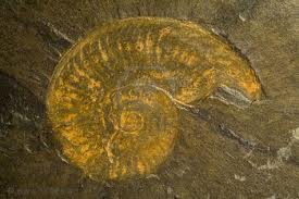 Ammonite Dinosaur