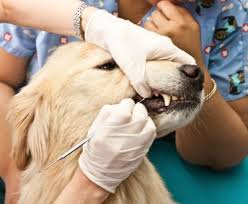 Dog undergoing Anesthesia Free Dental
