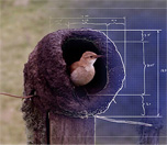 Bird's Nest with Blueprints