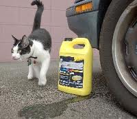 Cat with antifreeze 