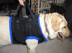 Dog in sling