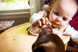 Baby feeding dog from highchair