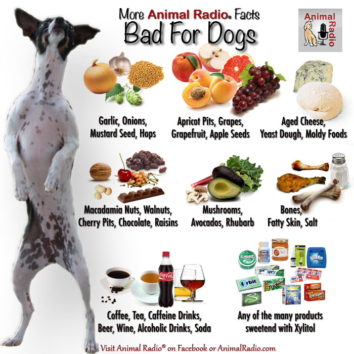 Foods Your Pet Shouldn't Eat
