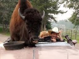 Bailey the Buffalo in a Pontiac