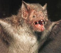 Bat with open mouth