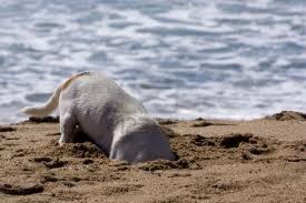 Dog digging in sand