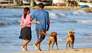 People and Dogs on Beach