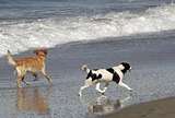 Dogs at Ocean Beach, San Diego, CA