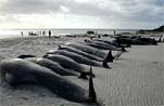 Beached whales in New Zealand
