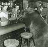 Bear in a bar