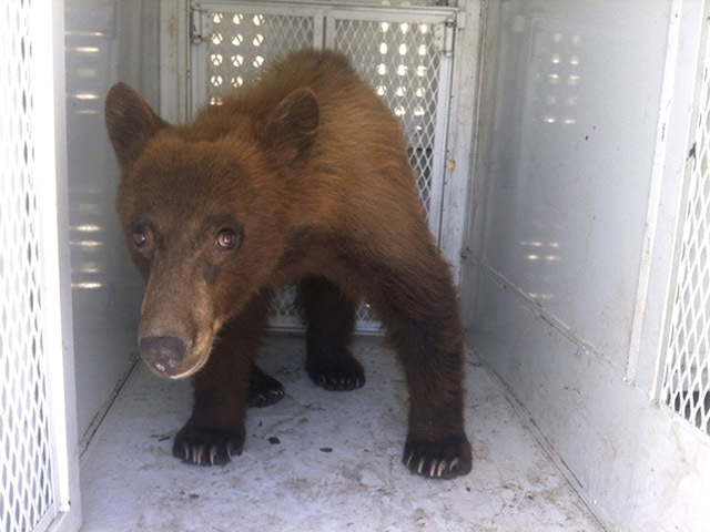 Bear at Graduation