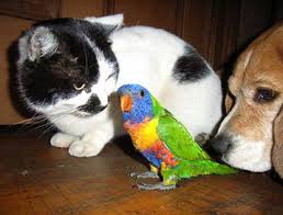 Cat, Bird and Dog