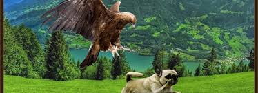 Bird of Prey After Dog