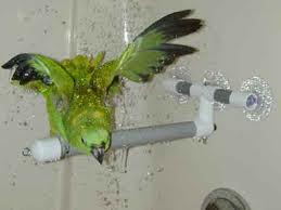 Bird in a shower