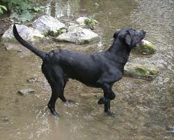 Dog in river