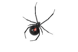 Black Widow