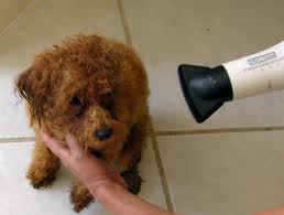 Blow drying dog