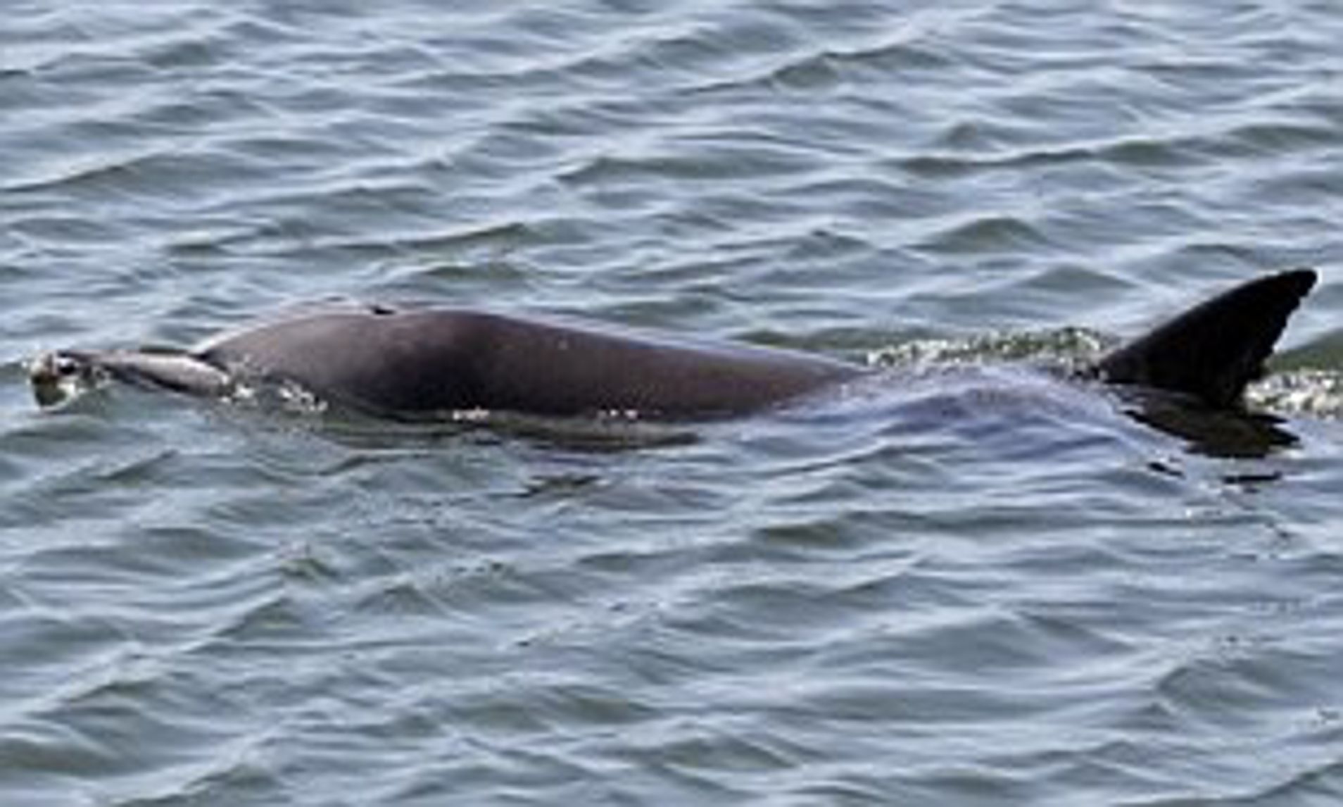 Bolsa Chica Dolphin