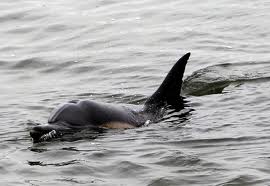 Dolphin in Bolsa Chica Wetlands.650