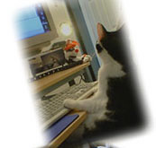 Cat working on computer