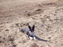Boston Terrier at beach