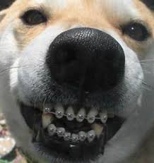 Dog Wearing Braces   