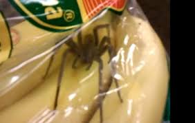 Venomous Brazilian Spider